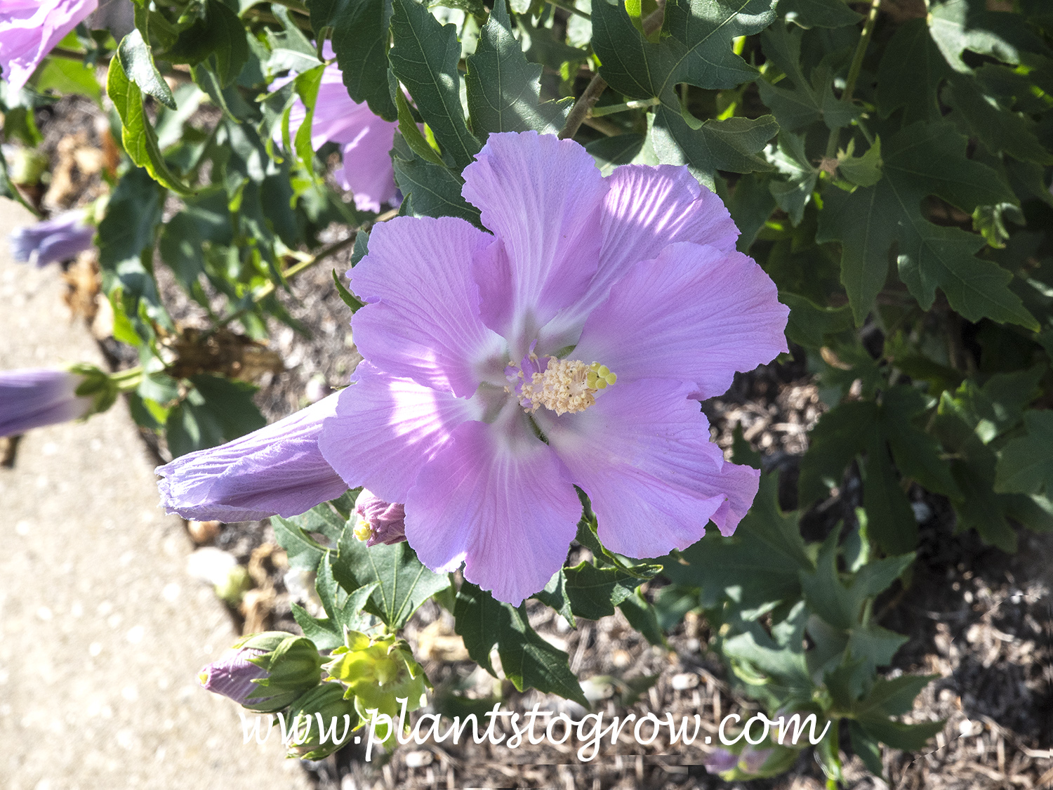 Pollypetite Rosina Hibiscus
(end of July)